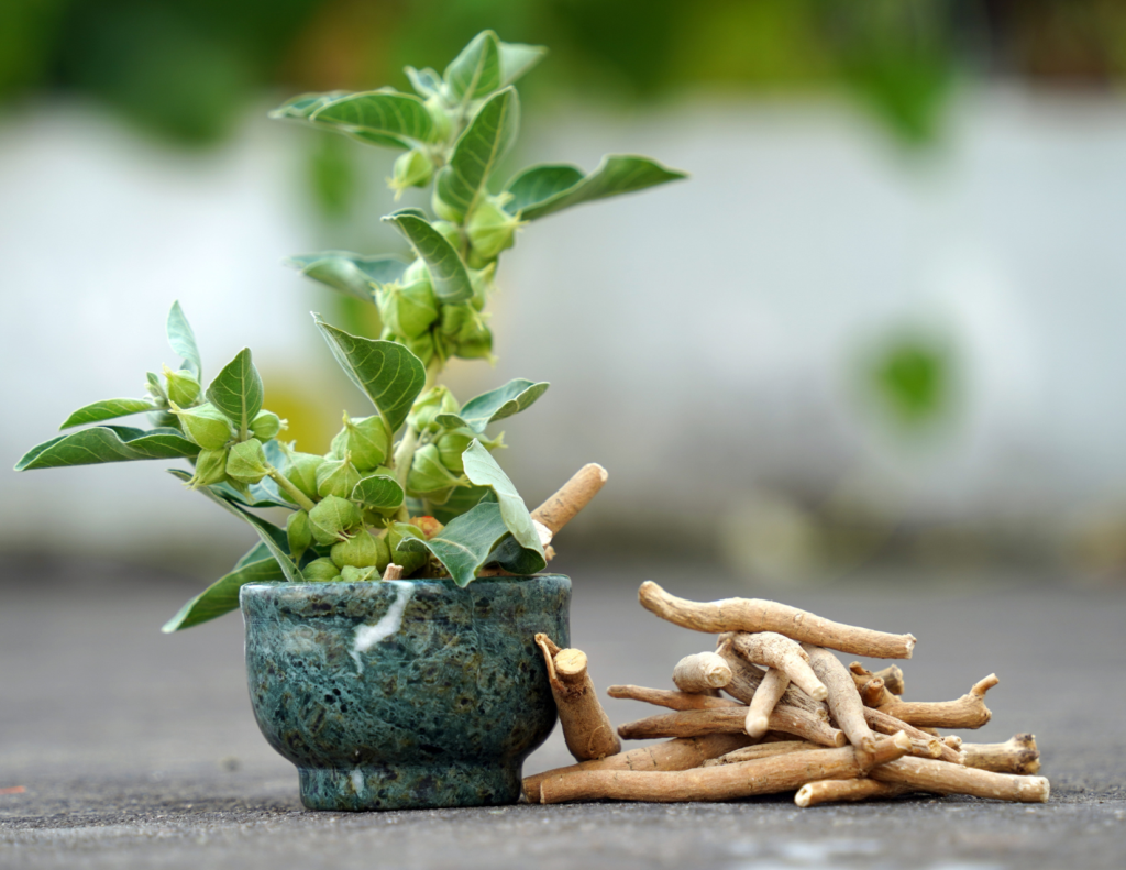 Dried Ashwagandha roots cut into pieces, a key herb in Ayurvedic medicine.